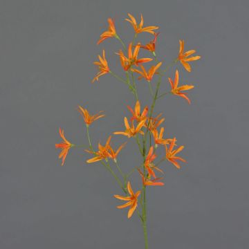 Rama decorativa de Tweedia solanoides PALLAS, naranja, 70 cm, Ø 5 cm