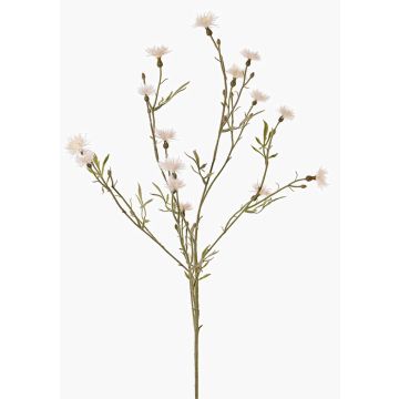 Rama decorativa de aciano ZENOBIOS, color crema, 80 cm, Ø 3-4 cm Rama decorativa de aciano ZENOBIOS, color crema, 80 cm, Ø 3-4 cm