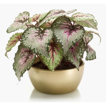 Planta artificial de begonia de hojas KATRICE en cuenco de cerámica dorado, violeta-verde, 25cm Planta artificial de begonia de hojas KATRICE en cuenco de cerámica dorado, violeta-verde, 25cm