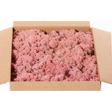 Musgo natural islandés SVEINBJÖRN, rosa, 2,7kg Musgo natural islandés SVEINBJÖRN, rosa, 2,7kg