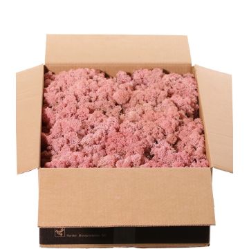 Musgo natural islandés SVEINBJÖRN, rosa, 2,7 kg Musgo natural islandés SVEINBJÖRN, rosa, 2,7 kg