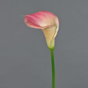 Calla artificial DAISCHI, rosa-crema, 70 cm, 11 x 14 cm Calla artificial DAISCHI, rosa-crema, 70 cm, 11 x 14 cm