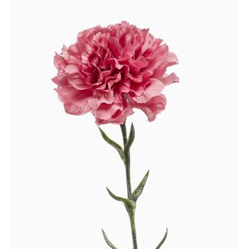 Flor artificial de clavel NIRUSHA, rosa antiguo, 65 cm, Ø 9 cm Flor artificial de clavel NIRUSHA, rosa antiguo, 65 cm, Ø 9 cm