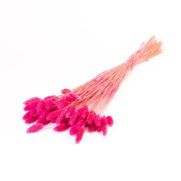Hierba seca Phalaris BRAGILA, manojo, rosa, 50-75 cm, Ø 12 cm