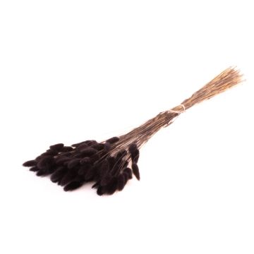 Hierba seca BORKA, manojo de Lagurus, negro, 55-75 cm, Ø 12 cm