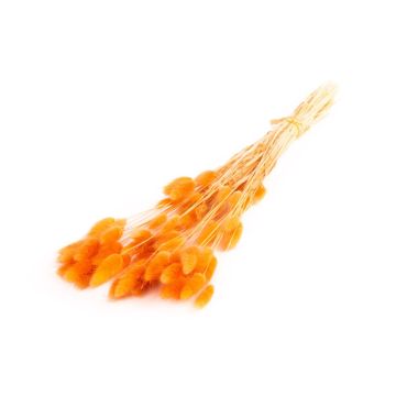 Hierba seca BORKA, manojo de Lagurus, naranja oscuro, 55-75 cm, Ø 12 cm