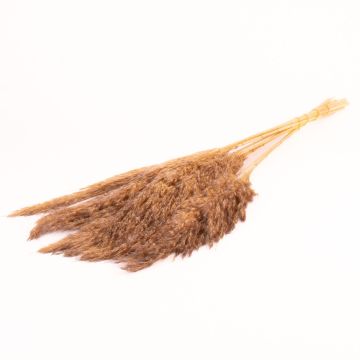 Ramo de junco seco DONJETA, gris-beige, 70-80 cm, Ø 15 cm
