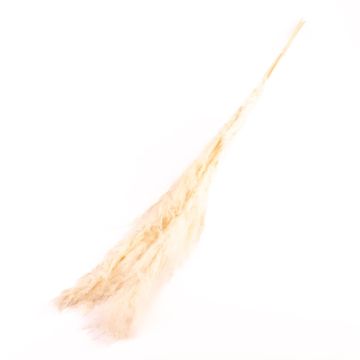 Hierba de la pampa seca ANIAMI, blanco, 130-140 cm, Ø 20 cm Hierba de la pampa seca ANIAMI, blanco, 130-140 cm, Ø 20 cm