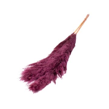 Hierba de la pampa seca ANIAMI, violeta, 130-140 cm, Ø 20 cm Hierba de la pampa seca ANIAMI, violeta, 130-140 cm, Ø 20 cm