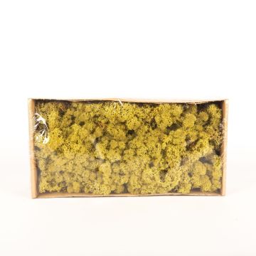 Musgo islandés natural SVEINBJÖRN, verde kiwi, 500g