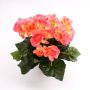 Begonia sintética IVANA con varilla, rosa, 20cm, Ø3-5cm