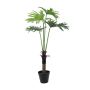 Falso filodendro Selloum ELTON, 120cm