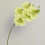 Rama textil de orquídea Phalaenopsis EMILIA, verde crema, 60cm