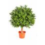 Árbol de boj de plástico TOM, tronco real, 35cm, Ø25cm