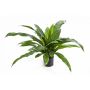 Falso helecho nido de ave JANE, verde, 80cm, Ø80cm