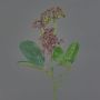 Viburnum de plástico LAZAROS, rojo, 35cm, Ø5cm
