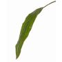 Hoja de cordiline de plástico ELARA, verde, 90cm