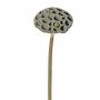 Fruto de lotus de plástico JOHNTEN, marrón, 65cm, Ø10cm
