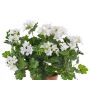 Geranio de plástico BERENIKE con palo, para espacios resguardados, blanco, 40cm, Ø5-8cm