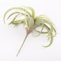 Tillandsia pie de gallo de plástico ANELIA para colgar, verde-gris, 30cm
