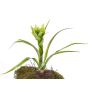 Guzmania de plástico ANELY, floración, con palo, verde, 40cm