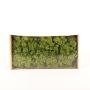 Musgo islandés natural SVEINBJÖRN, verde prado, 500g
