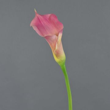 Calla sintética TERESA, rosa-amarillo, 70cm, 10x18cm