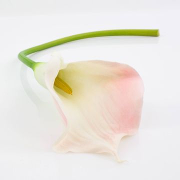 Calla sintética TERESA, blanco-rosa, 70cm, 10x18cm