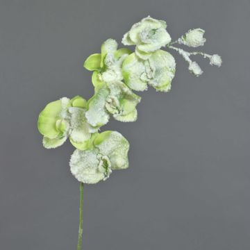 Rama de orquídea artificial Phalaenopsis MYRIA, nieve, verde, 75cm