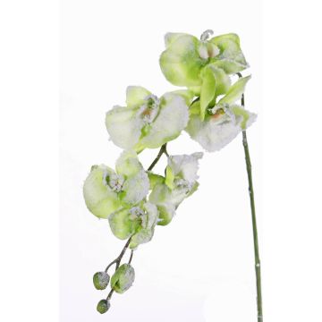 Rama de orquídea artificial Phalaenopsis MYRIA, nieve, verde, 75cm