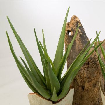 Aloe Vera de plástico AMIRA con palo, verde, 70cm, Ø50cm