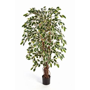 Ficus Benjamini de imitación JARLAN, troncos reales, verde-blanco, 120cm