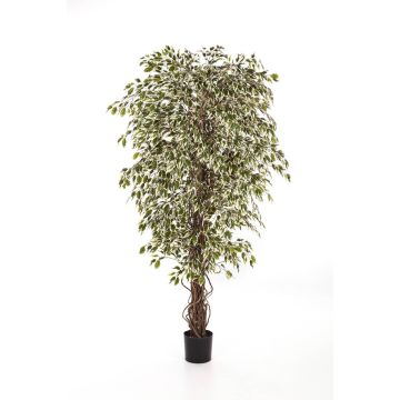 Ficus Benjamini de plástico DAKU, tallos naturales, verde-blanco, 90cm