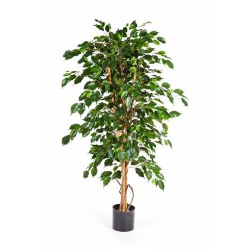 Ficus artificial Benjamina THIAGO, troncos naturales, verde, 120cm
