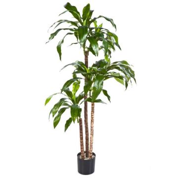 Árbol de imitación Dracaena Fragrans LAURA, troncos reales, verde, 120cm