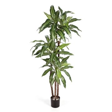 Árbol de imitación Dracaena Fragrans LAURA, troncos reales, verde-blanco, 120cm