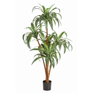 Árbol de plástico Dracaena Fragrans JALA, troncos reales, verde-blanco, 120cm