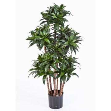 Dracena Compacta de imitación DOMINGO, tallos reales, verde, 120cm