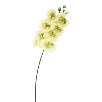 Rama textil orquídea Phalaenopsis AURELIA, verde crema, 95cm