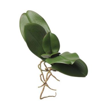Hojas sintéticas de orquídea Phalaenopsis PRIMUS, raíz aérea, 19x30cm
