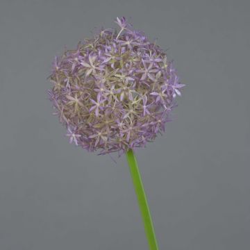 Allium de plástico SAMARA, morado, 75cm, Ø12cm