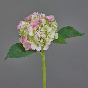 Hortensia textil NICKY, rosa-verde, 50cm, Ø15cm