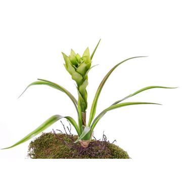 Guzmania de plástico ANELY, floración, con palo, verde, 40cm