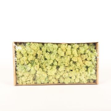 Musgo islandés natural SVEINBJÖRN, verde claro pastel, 500g
