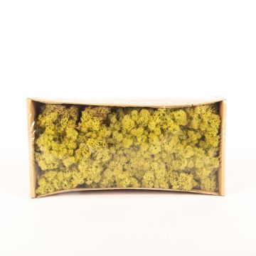 Musgo islandés natural SVEINBJÖRN, verde lúpulo, 500g