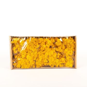 Musgo islandés natural SVEINBJÖRN, amarillo ocre, 500g