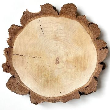 Rodaja de madera abedul MORGANIE, natural, Ø34-47cm