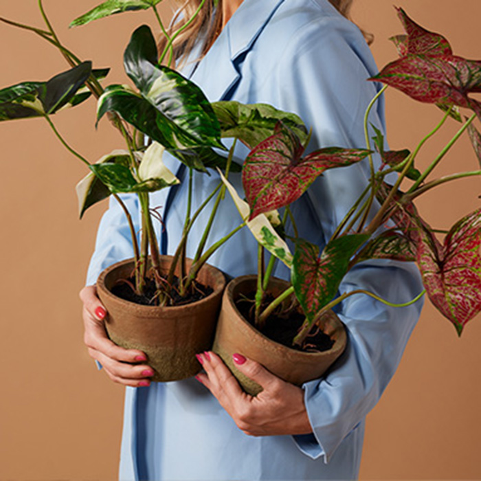 Plantas en maceta de Emerald