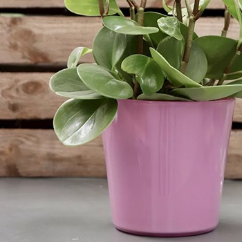 Macetas rosas